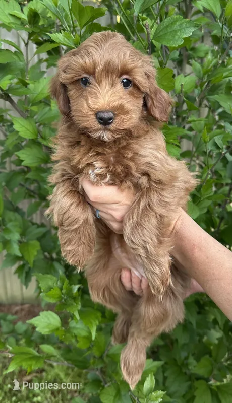Toy Girl – Cavapoo, Cavalier King Charles Spaniel puppy for sale in Ozark, AR