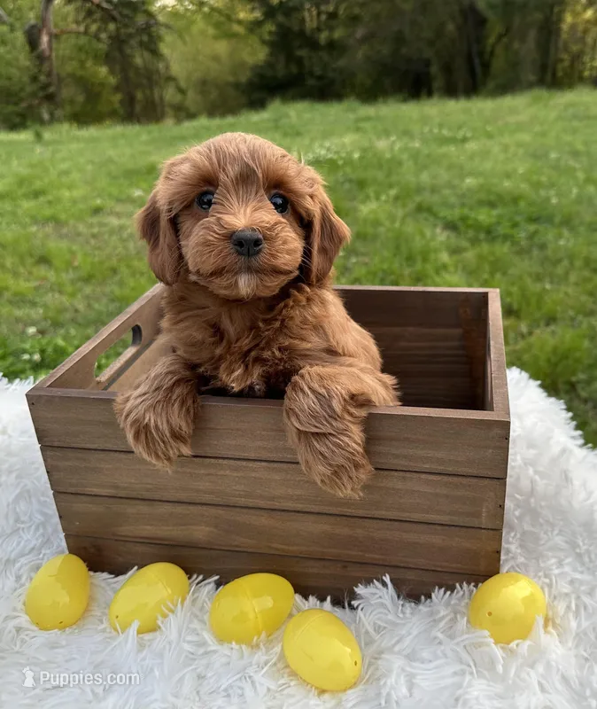 Toy Girl – Cavapoo, Cavalier King Charles Spaniel puppy for sale in Ozark, AR