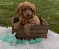 Mini Dark Red boy, a male Cavapoo and Cavalier King Charles Spaniel for sale in Ozark, AR – Photo 2 of 2