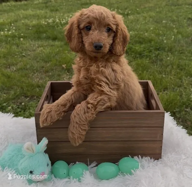 Mini Dark Red boy – Cavapoo, Cavalier King Charles Spaniel puppy for sale in Ozark, AR