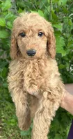 Mini Dark Red boy, a male Cavapoo and Cavalier King Charles Spaniel for sale in Ozark, AR – 3 of 3