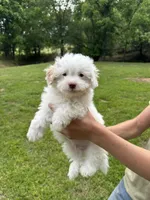 Pistol, a male Aussiedoodle and Cavapoo for sale in Ozark, AR – 2 of 3