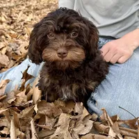 Nicky, a male Cavapoo for sale in Ozark, AR – Photo 3 of 5