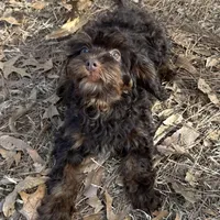 Nicky, a male Cavapoo for sale in Ozark, AR – Photo 2 of 5