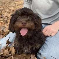 Nicky, a male Cavapoo for sale in Ozark, AR – Photo 1 of 5
