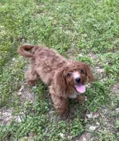 Polly , a female Cavapoo and Cavalier King Charles Spaniel for sale in Ozark, AR – 3 of 7