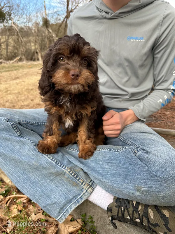 Toy Chocolate Girl – Cavapoo puppy for sale in Ozark, AR