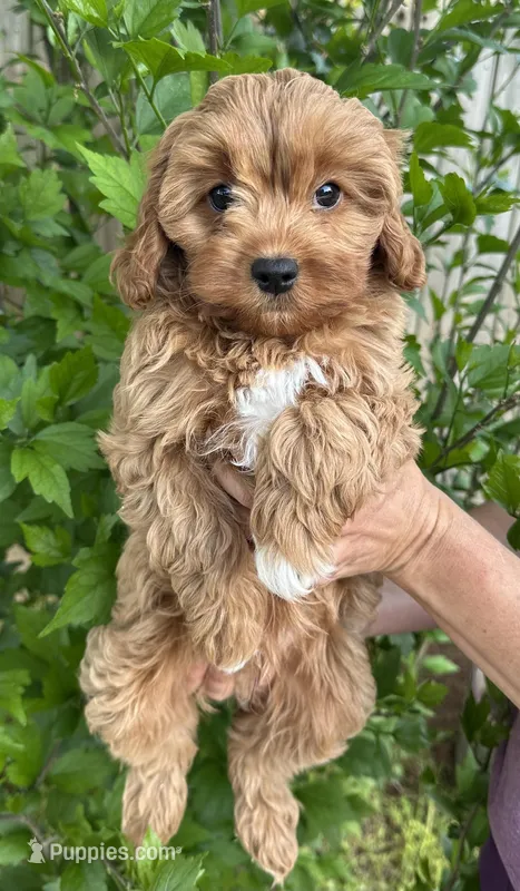 Beaux – Cavapoo puppy for sale in Ozark, AR