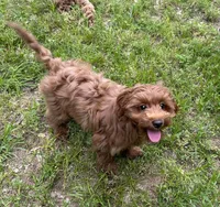 Toy Girl, a female Cavapoo and Cavalier King Charles Spaniel for sale in Ozark, AR – 3 of 3
