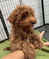 Tiny Totsie, a female Cavapoo and Cavalier King Charles Spaniel for sale in Ozark, AR – 2 of 5