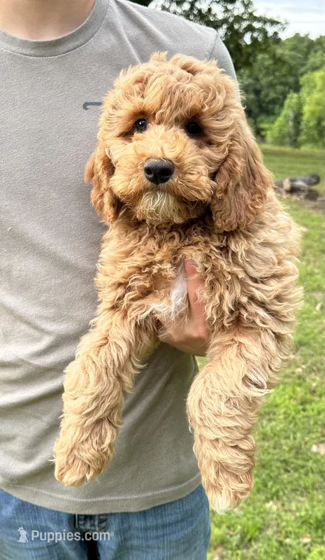 Mini Boy Curly coat – Cavapoo, Cavalier King Charles Spaniel puppy for sale in Ozark, AR