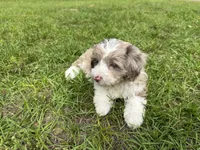 Rooster, a male Aussiedoodle and Cavapoo for sale in Ozark, AR – 2 of 2