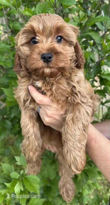 Cookie – Cavapoo puppy for sale in Ozark, AR