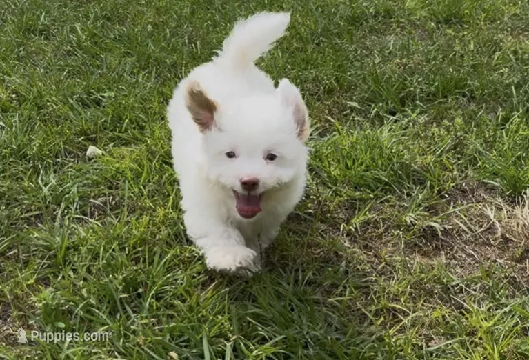 Pistol – Aussiedoodle, Cavapoo puppy for sale in Ozark, AR