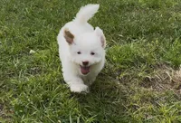 Pistol, a male Aussiedoodle and Cavapoo for sale in Ozark, AR – 1 of 3