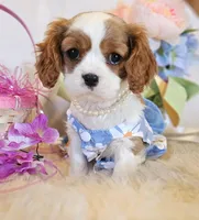 Jasmine, a female Cavalier King Charles Spaniel for sale in Las Vegas, NV – Photo 7 of 9