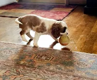 Jasmine, a female Cavalier King Charles Spaniel for sale in Las Vegas, NV – Photo 6 of 9