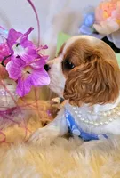 Jasmine, a female Cavalier King Charles Spaniel for sale in Las Vegas, NV – Photo 9 of 9
