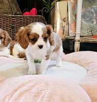 Jasmine, a female Cavalier King Charles Spaniel for sale in Las Vegas, NV – Photo 2 of 9