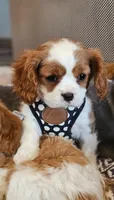 Jasmine, a female Cavalier King Charles Spaniel for sale in Las Vegas, NV – Photo 8 of 9
