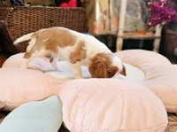 Jasmine, a female Cavalier King Charles Spaniel for sale in Las Vegas, NV – Photo 3 of 9