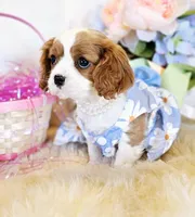 Jasmine, a female Cavalier King Charles Spaniel for sale in Las Vegas, NV – Photo 1 of 9