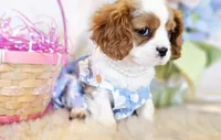 Jasmine, a female Cavalier King Charles Spaniel for sale in Las Vegas, NV – Photo 5 of 9