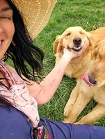 Sunny, a female Golden Retriever for sale in Springfield, MO – 3 of 4