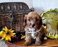 Autumn, a female Cavapoo for sale in Las Vegas, NV – Photo 5 of 6
