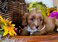 Autumn, a female Cavapoo for sale in Las Vegas, NV – Photo 6 of 6