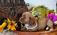 Autumn, a female Cavapoo for sale in Las Vegas, NV – Photo 3 of 6