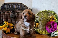 Autumn, a female Cavapoo for sale in Las Vegas, NV – Photo 2 of 6