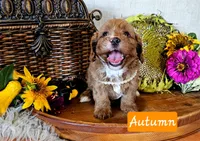 Autumn, a female Cavapoo for sale in Las Vegas, NV – Photo 1 of 6