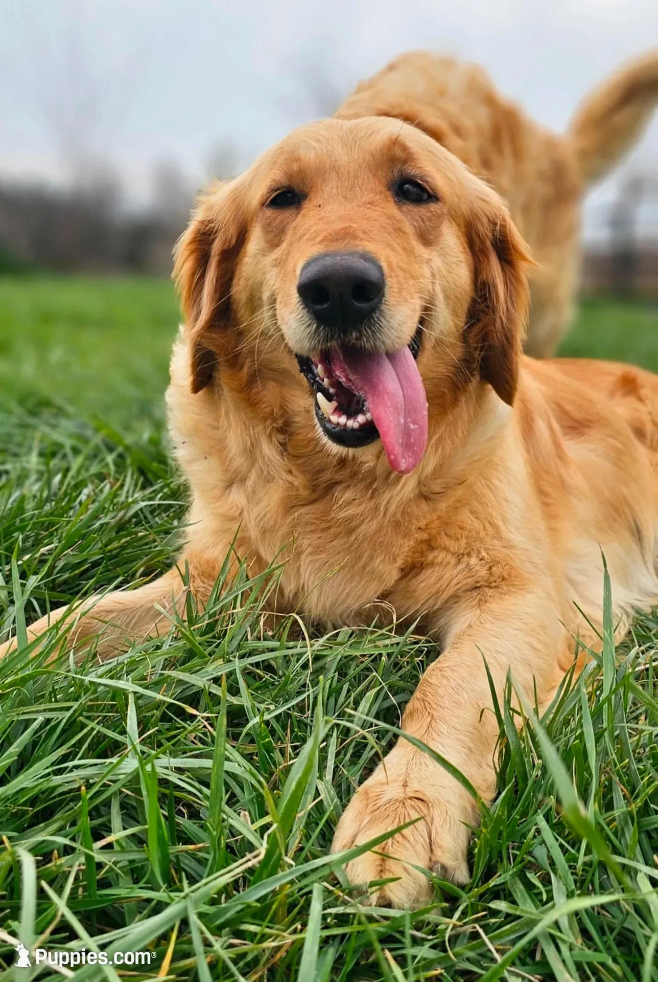 Sunny, a female Golden Retriever for sale in Springfield, MO – 2 of 4