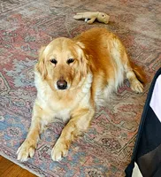 Sunny, a female Golden Retriever for sale in Springfield, MO – 4 of 4