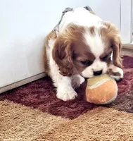 Mulan, a female Cavalier King Charles Spaniel for sale in Las Vegas, NV – Photo 5 of 8