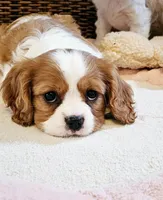 Mulan, a female Cavalier King Charles Spaniel for sale in Las Vegas, NV – Photo 6 of 8