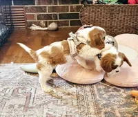 Mulan, a female Cavalier King Charles Spaniel for sale in Las Vegas, NV – Photo 4 of 8