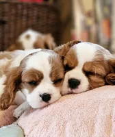 Mulan, a female Cavalier King Charles Spaniel for sale in Las Vegas, NV – Photo 3 of 8