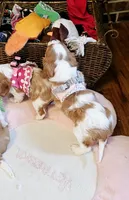 Mulan, a female Cavalier King Charles Spaniel for sale in Las Vegas, NV – Photo 8 of 8