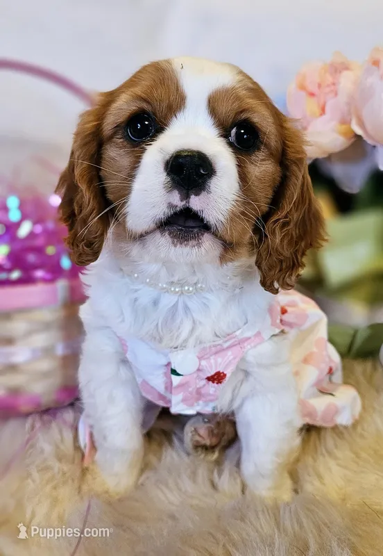 Mulan, a female Cavalier King Charles Spaniel for sale in Las Vegas, NV – Photo 1 of 8