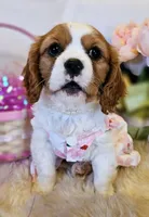 Mulan, a female Cavalier King Charles Spaniel for sale in Las Vegas, NV – Photo 1 of 8