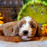 Aspen, a male Cavapoo for sale in Las Vegas, NV – Photo 9 of 10
