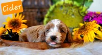 Aspen, a male Cavapoo for sale in Las Vegas, NV – Photo 9 of 10