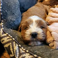 Aspen, a male Cavapoo for sale in Las Vegas, NV – Photo 6 of 10