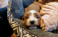 Aspen, a male Cavapoo for sale in Las Vegas, NV – Photo 6 of 10