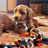 Aspen, a male Cavapoo for sale in Las Vegas, NV – Photo 8 of 10