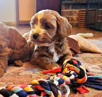 Aspen, a male Cavapoo for sale in Las Vegas, NV – Photo 8 of 10