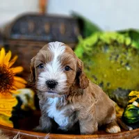 Aspen, a male Cavapoo for sale in Las Vegas, NV – Photo 2 of 10