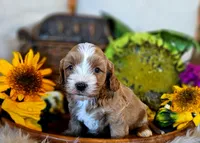 Aspen, a male Cavapoo for sale in Las Vegas, NV – Photo 2 of 10